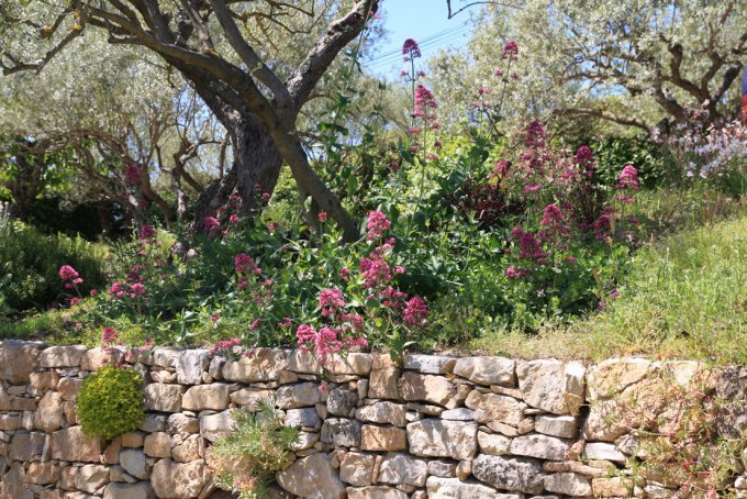 Les plantes du mur et de la rocaille