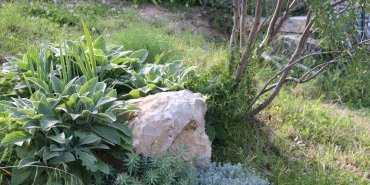 Les plantes du mur et de la rocaille